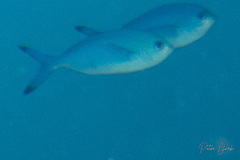 Caesio lunaris