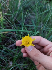 Narcissus bulbocodium