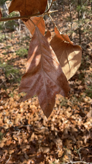 Quercus falcata
