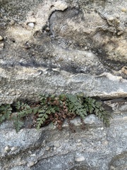 Asplenium montanum