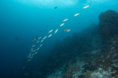 Caesio caerulaurea