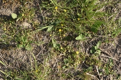 Potentilla pusilla