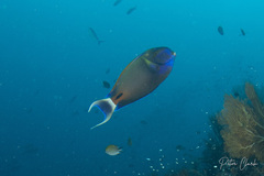 Acanthurus fowleri