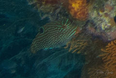 Canthigaster papua