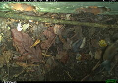 Peromyscus gossypinus allapaticola