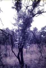 Melaleuca nervosa