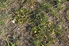 Potentilla pusilla