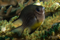 Amblyglyphidodon leucogaster