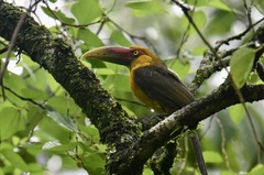 Pteroglossus bailloni