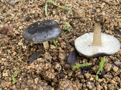 Melanoleuca melaleuca