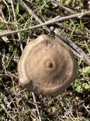 Entoloma sericeum