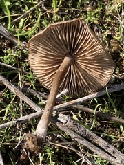 Entoloma sericeum