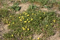 Potentilla pusilla