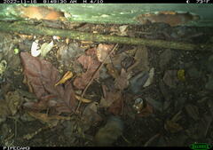 Peromyscus gossypinus allapaticola
