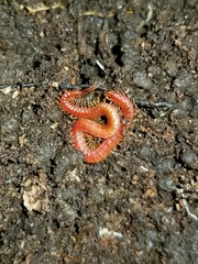 Strigamia bothriopus