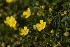 Potentilla pusilla