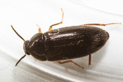 Hymenorus