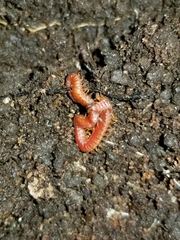 Strigamia bothriopus