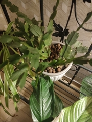 Schlumbergera truncata