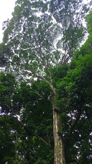 Magnoliopsida