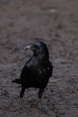 Corvus corone corone