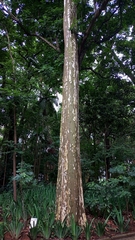 Magnoliopsida