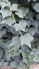 Hedera helix