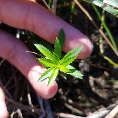 Proserpinaca palustris