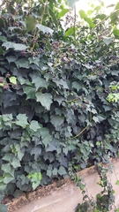 Hedera helix
