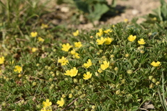 Potentilla pusilla