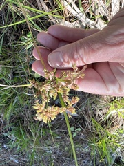 Cyperus surinamensis