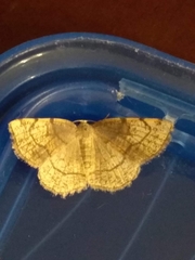 Stegania trimaculata