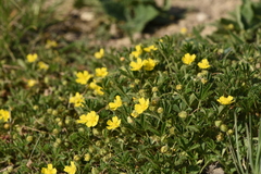 Potentilla pusilla
