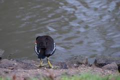 Gallinula chloropus chloropus
