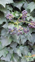 Hedera helix