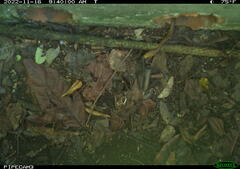 Peromyscus gossypinus allapaticola