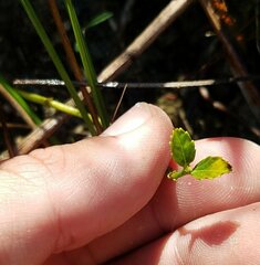 Caperonia castaneifolia