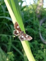 Calydna sturnula
