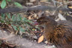 Gallirallus australis scotti