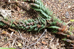 Araucaria araucana