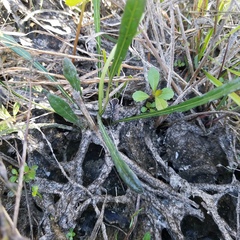 Elytraria caroliniensis