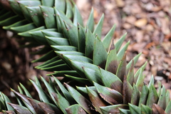 Araucaria araucana