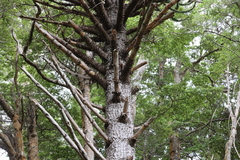 Araucaria araucana