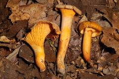 Cantharellus chicagoensis