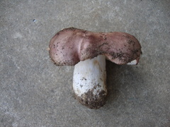 Russula