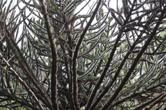 Araucaria araucana