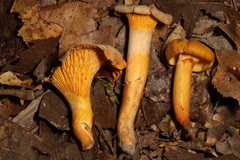 Cantharellus chicagoensis