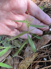 Dichanthelium patulum