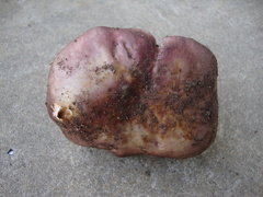 Russula