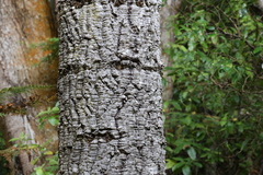 Araucaria araucana